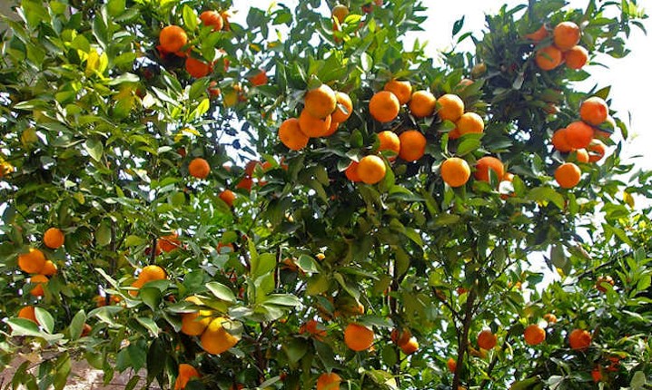 How To Care For Tangerine Trees